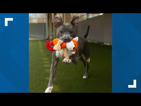 Pets of the Week: 11-29-2025 - YouTube