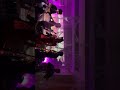 IMG 2445