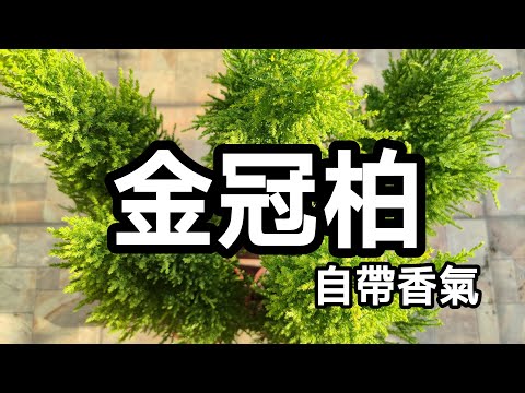 柏類樹有哪些