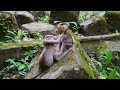Nice Clip Baby Newborn Doing Strange To Him Brother Monkey 360P