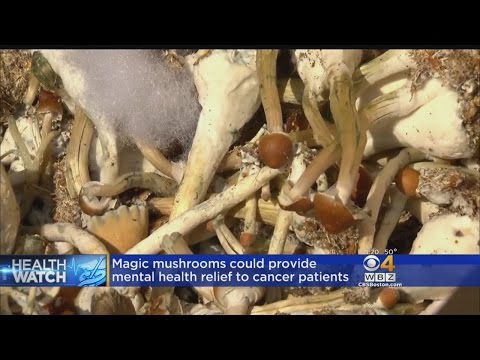 HealthWatch: Doctors Look At Mushrooms, Ecstasy To Treat Mental Illness