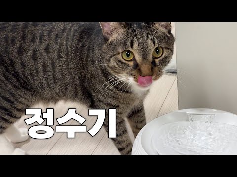 시루는 이제 깨끗한 물을 마십니다...