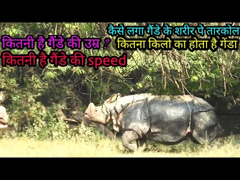 what is the speed of rhinoगेंडा की स्पीड