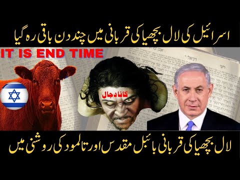 🔥😡🔥 Israel Preparing for END TIMES with SACRIFICE of Red Heifer  🔥🔥 2024 🔥🔥  Rev. Prof. Tony William