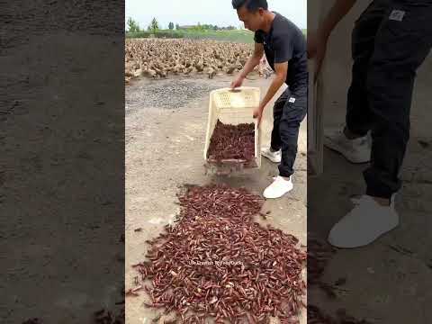 Reason Of Feeding Ducks With Crayfish: This Year Crayfish Very Cheap Here, Even Cheaper Than Feed !