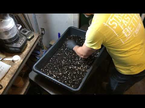 Hatching European Nightcrawler Worm Cocoons - Louisiana Worm Warmer