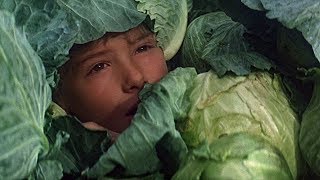 POGO - Wings For Dreamers