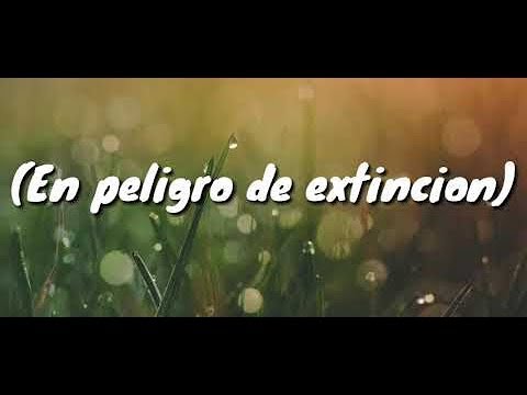 Felix Andino - En Peligro De Extincion (Bachata) (Video Oficial)