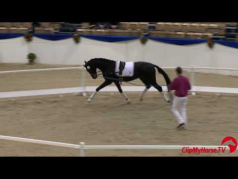 Holsteiner Körung 2019 - Nr. 03 | Sambal