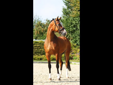 Quadriga : High talented gelding by Escolar with FEI potenzial