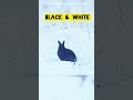Snow Bunny Blackrabbit Snowbunny Adorable ClicklessCaptures Viral Cute Wildlife Lovely