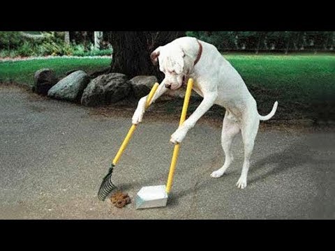 Die 10 intelligentesten Hunde der Welt!