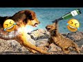 The best  funny videos with cats, dogs😂 🐱. I laughed until I cried.  Videos for relaxation and soul.