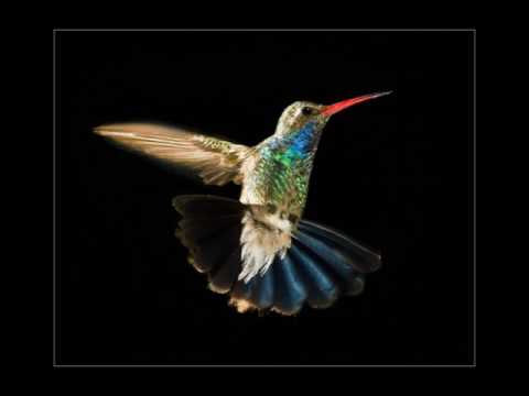 Pasarea Colibri - Toti suntem putin luati!