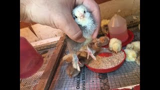 BRAHMA CİVCİVLER SATILIK TANE 20 TL - LİGHT -, BUFF - GOLD - DARK