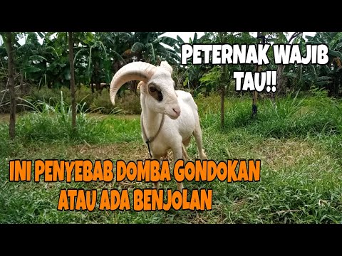 , title : 'Peternak wajib tau!! Cara mengobati dan mengatasi domba gondokan benjolan di pipi'
