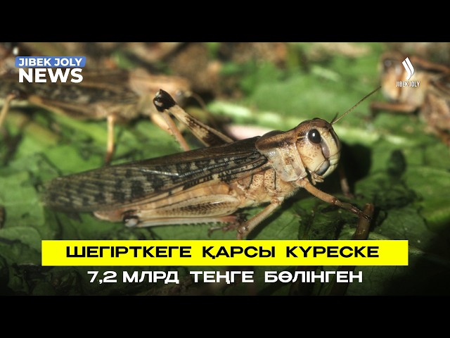 Шегірткеге қарсы күреске 7,2 млрд теңге бөлінген
