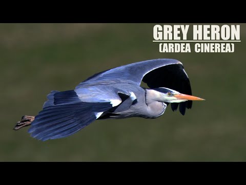 Airone Cenerino | Grey Heron (Ardea cinerea) | Canon Eos R7 | Canon RF 200-800mm | 4K