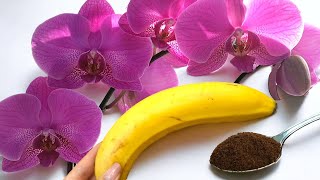 Erstaunliches Heilmittel gegen ORCHIDEEN! Nur einmal gießen und die Orchideen blühen wie verrückt 🌺🌿