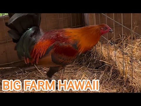 Roger Tabac Big Farm in Hawaii RCP FARM 🌴🇺🇸