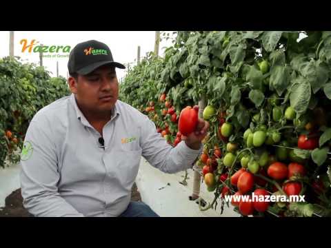 , title : 'Raul Arciniega nos presenta las nuevas variedades de tomate de Hazera Seeds.'