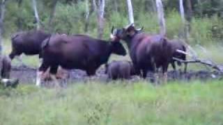 preview picture of video 'Indian Wildlife ( Gaur )'
