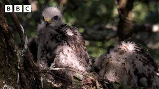 🔴 LIVE wildlife cameras 🌿 11 June 🐦 BBC Springwatch 2026