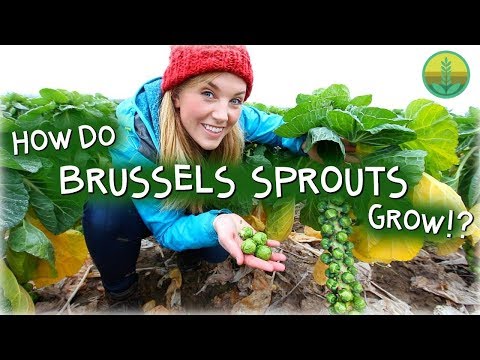 download lagu mp3 mp4 Brussel Sprouts Description, download lagu Brussel Sprouts Description gratis, unduh video klip Brussel Sprouts Description