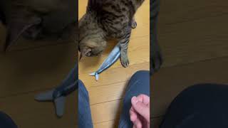 新しいおもちゃ買ってきた！飽きるのはええ！#ねこのいる暮らし #ねこのいる生活 #ねこ動画
