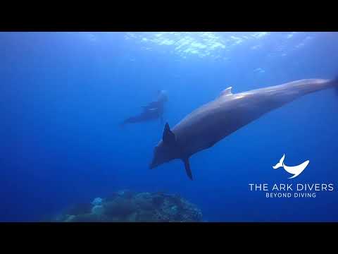 Parque Nacional de Coiba Mergulho Pixvae Panamá. The Ark Divers Panamá.