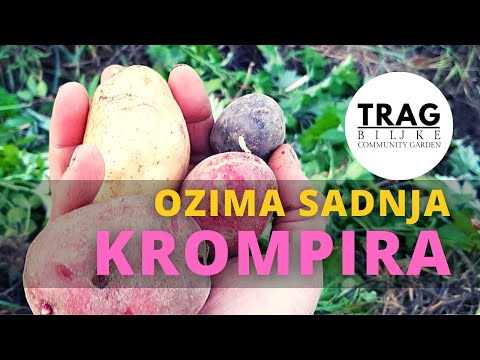 POTATOES - WINTER PLANTING (2021) [TRACE OF THE PLANT]