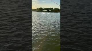 #釣り #フィッシング #海 #ウナギ釣り #釣りガール