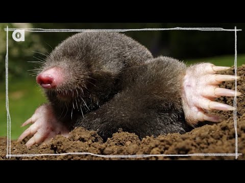 Moles: Masters of the Underground and Their Hidden Talents | AnimalAttack2024
