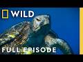 New Life Under The Sea Full Episode Incredible Animal Journeys Nat Geo Animals