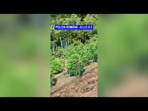 Gradina cu cannabis din Breznita de Ocol