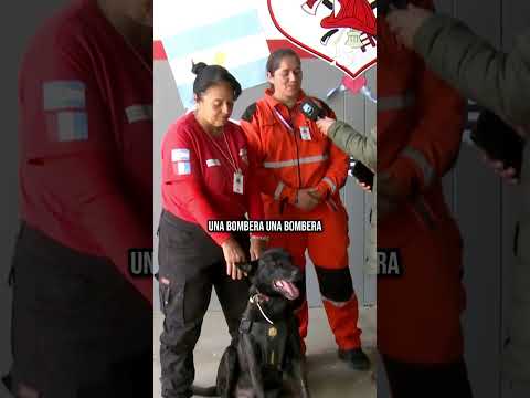 🦮 Argo, el perro rescatista