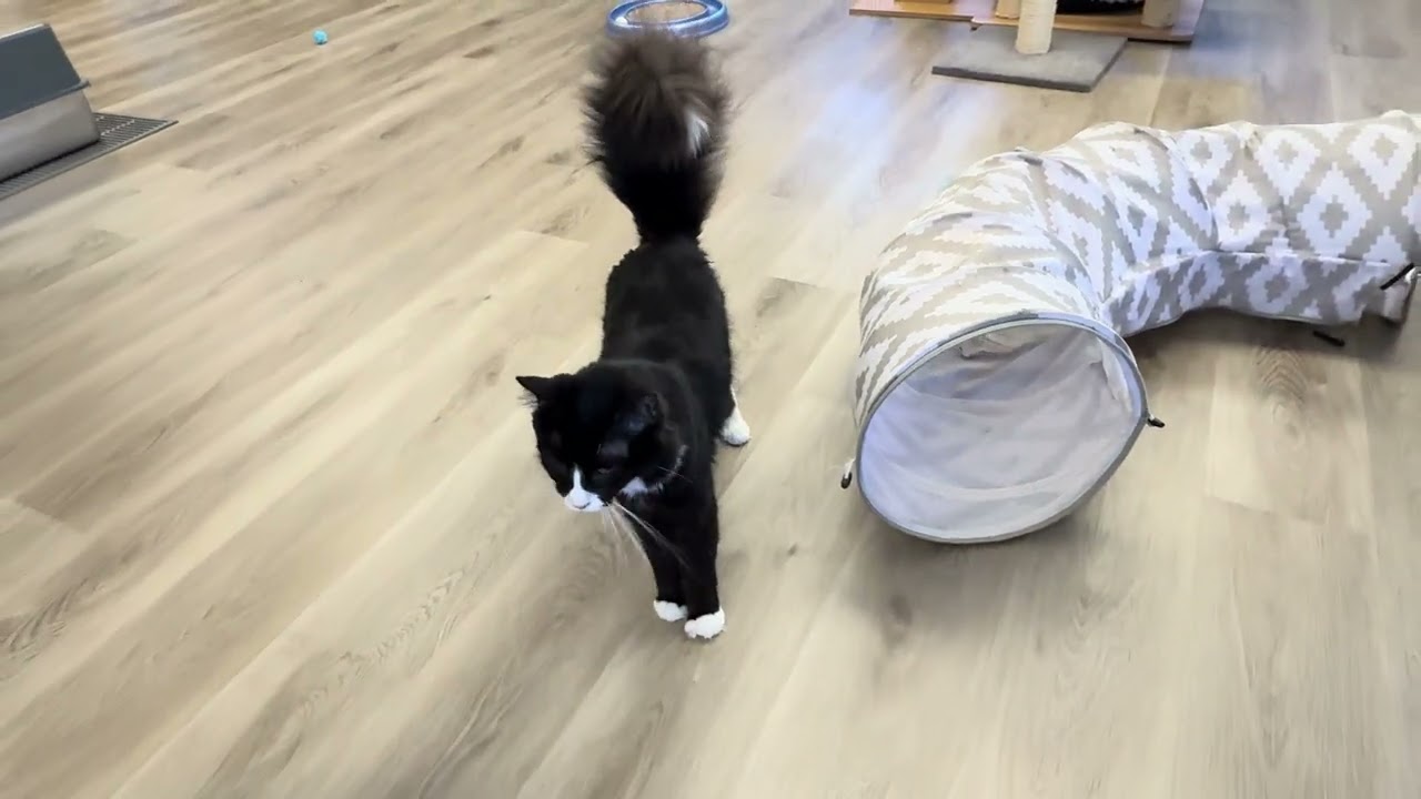Enlarge Ollie, a Adoptable Domestic Medium Hair in Pleasant Hill, CA video 6/6