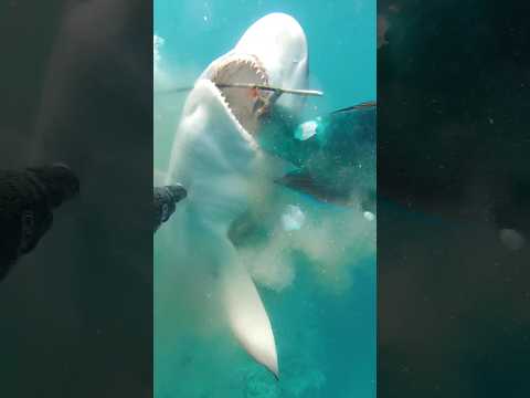 Shark Attack / Code Brown! 🦈 #shark #spearfishing 🎥 Geoff Opie