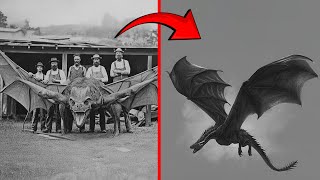 Last Photos Of Extinct Animals! Are They Still Alive?