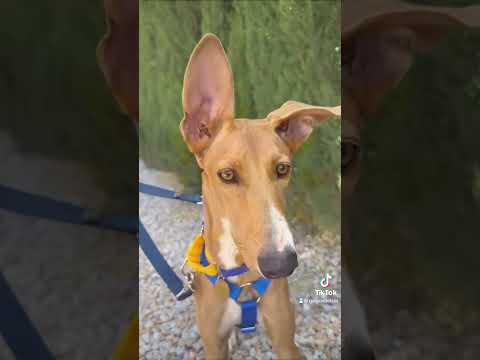 Cutest Podenco showed up at shopping centre!