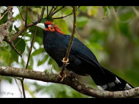 The rough-crested malkoha || Cuckoo chapter - 70 || The Rup animal....