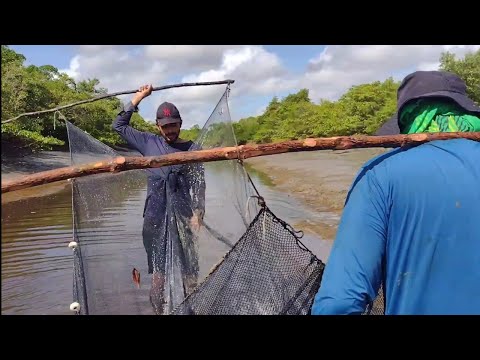 FARTURA DE CAMARÃO E SIRI NOS MANGUEZAIS DO MARANHÃO.