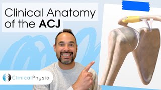 Clinical Anatomy of the ACJ | Expert Physio explains Acromioclavicular Joint using 3D Anatomy Model