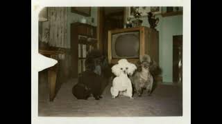 that&#39;s all i wanna do - graham coxon (slowed &amp; reverb)