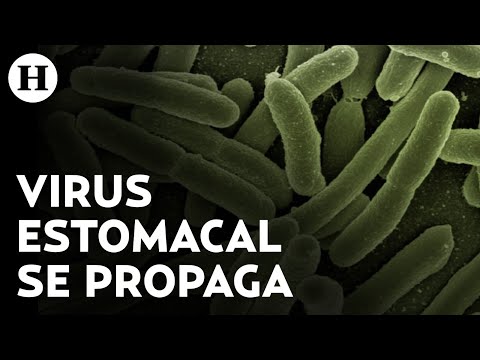 El Virus Estomacal Shigelosis Es Resistente y Se Contagia Rápidamente