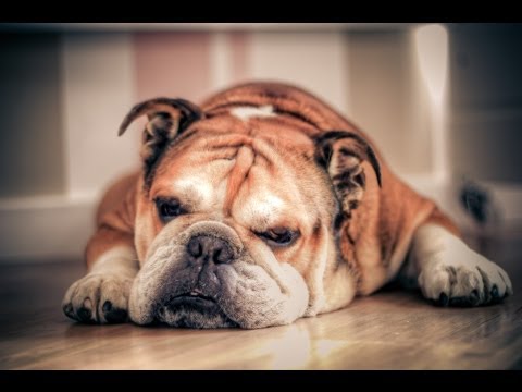 download lagu mp3 mp4 Most Expensive Dog In The World 2013, download lagu Most Expensive Dog In The World 2013 gratis, unduh video klip Most Expensive Dog In The World 2013