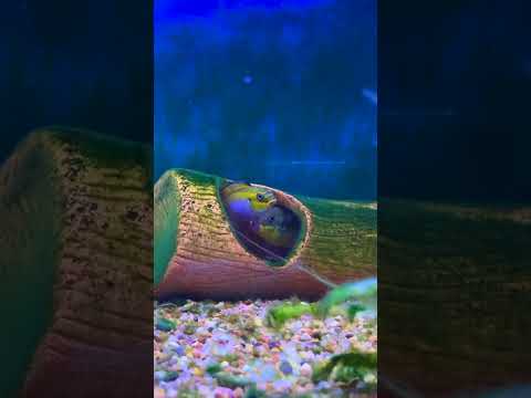 以前にクリベンシスを飼ったことがありますか? #ショートパンツ