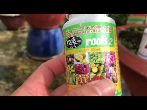 Chăm sóc CÂY MAI SUY YẾU mùa mưa bão