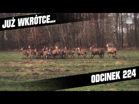 Darz Bór zapowiedź odcinka 224