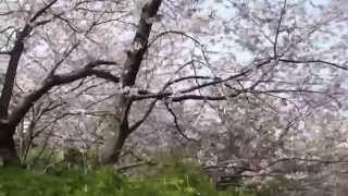 preview picture of video '笹山公園の桜　2014年'